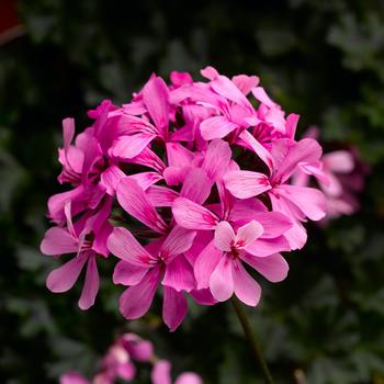Pelargonium 'Pink' 