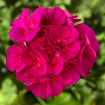 Pelargonium Calliope® Medium Bright Rose