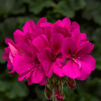Pelargonium 'Hot Pink' 