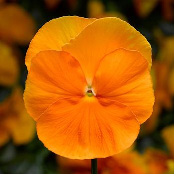 Viola x wittrockiana 'Pure Orange' 