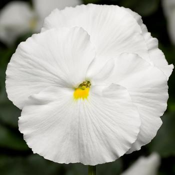 Viola x wittrockiana 'Pure White Improved' 