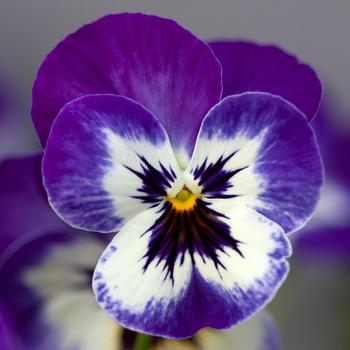 Viola x wittrockiana 'Blue Picotee Shades' 