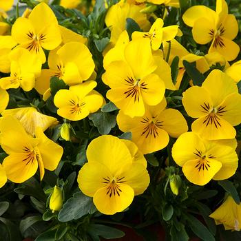 Viola x wittrockiana 'Bright Yellow' 