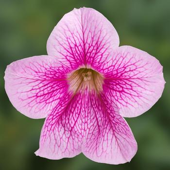 Petunia Sanguna® Mega Pink Vein