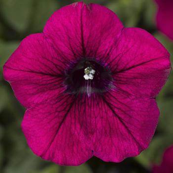 Petunia Sanguna® 'Patio Purple'