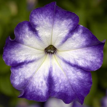 Petunia 'Patio Radiant Dark Blue' 