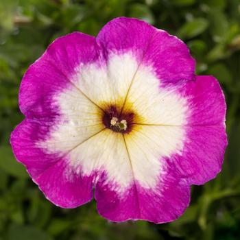 Petunia 'Patio Radiant Violet' 