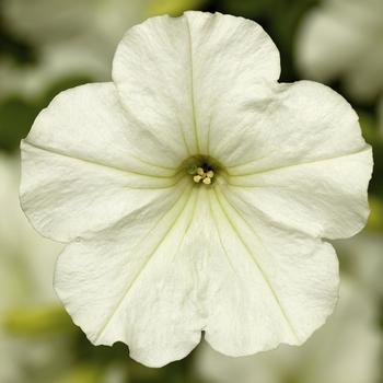 Petunia 'Patio White' 