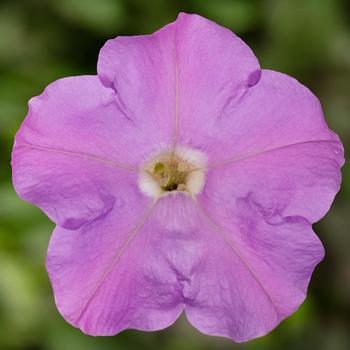 Petunia pendula milliflora 'Lavender' 
