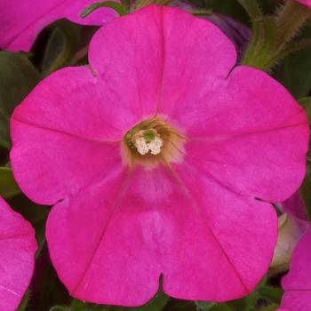 Petunia pendula milliflora 'Pink' 