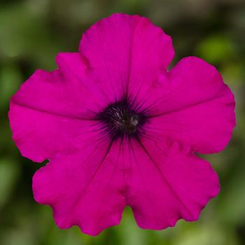 Petunia pendula milliflora FlashForward™ 'Purple'