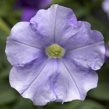 Petunia pendula milliflora 'Sky Blue' 