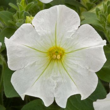 Petunia pendula milliflora 'White' 