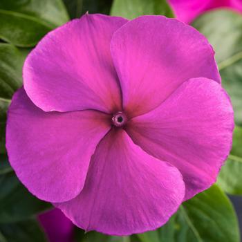 Catharanthus roseus Blockbuster™ Purple