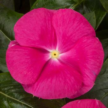 Catharanthus roseus Cora® Cascade XDR Bright Rose