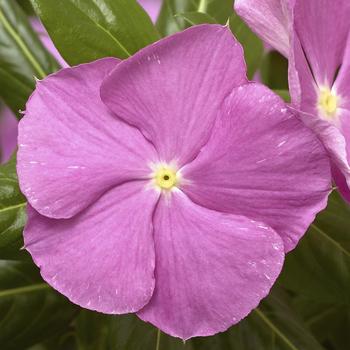 Catharanthus roseus Cora® Cascade XDR Lavender with Eye