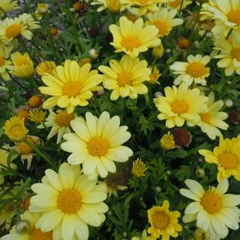 Argyranthemum 'Beauty Yellow' 