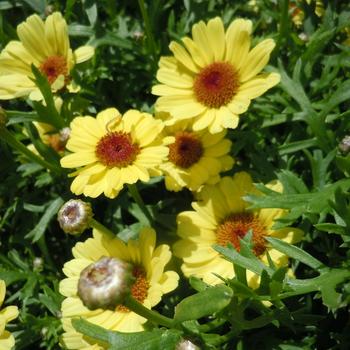 Argyranthemum frutescens 'Grandaisy® Yellow' 