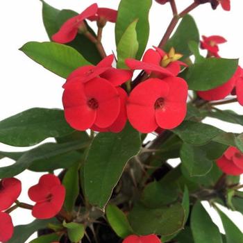 Euphorbia milii 'Apache Red' 