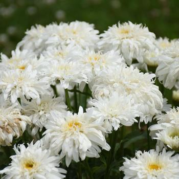 Leucanthemum x superbum Amazing Daisies® 'Marshmallow'