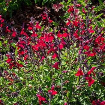Salvia x jamensis VIBE® 'Ignition Cranberry'