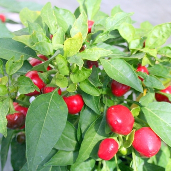 Capsicum annuum 'Red Hot Cherry' 
