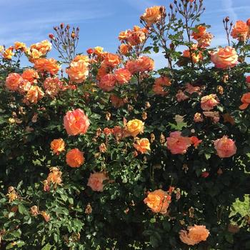Rosa Arborose® 'Tangerine Skies™'