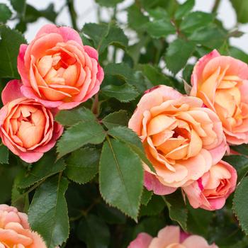 Rosa Sunblaze® Peach