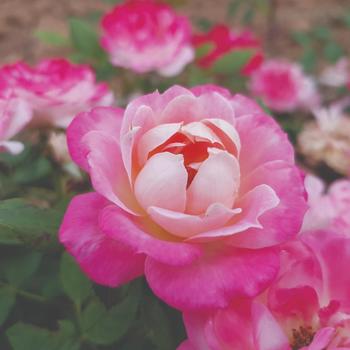 Rosa Sunblaze® Pink