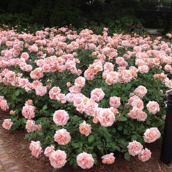 Rosa 'Mother of Pearl®'