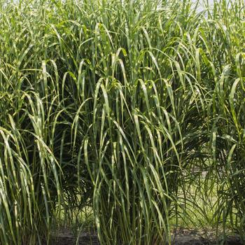 Miscanthus sinensis 'High Frequency'