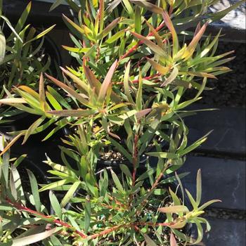 Leucadendron salignum 'Chief' 
