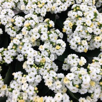 Kalanchoe blossfeldiana 'Double White' 