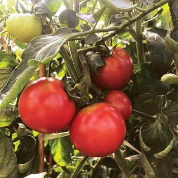 Lycopersicon esculentum Tempting Tomatoes® 'Garden Treasure'