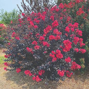 Lagerstroemia 'Bailllagtwo' PP 34,639