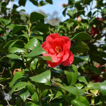 Camellia japonica 'Greensboro Red' 