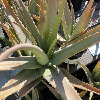 Aloe vulgaris
