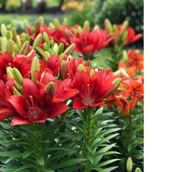 Lilium Lily Looks 'Summer Scarlet'