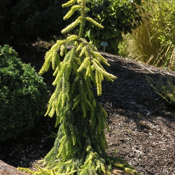 Picea omorika 'Pendula' 