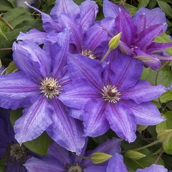 Clematis 'Starry Nights' 