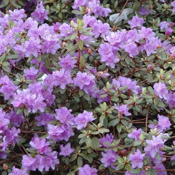 Rhododendron 'Ramapo' 