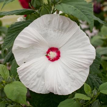 Hibiscus moscheutos Honeymoon™ White with Eye