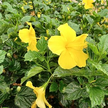 Hibiscus rosa-sinensis 'Fort Myers Yellow' 