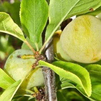 Prunus domestica 'Brooks Gold' 