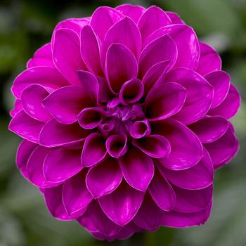 Dahlia Grandalia™ Dark Rose