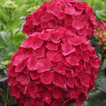 Hydrangea macrophylla Magical® 'Ruby Red'