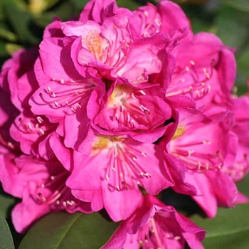 Rhododendron 'Spring Dawn' 
