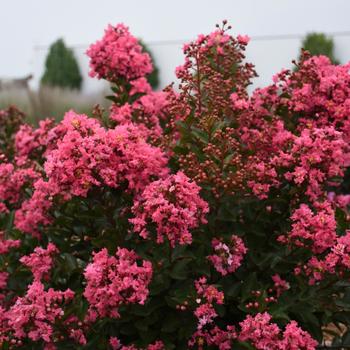 Lagerstroemia indica 'Cool Beans' 