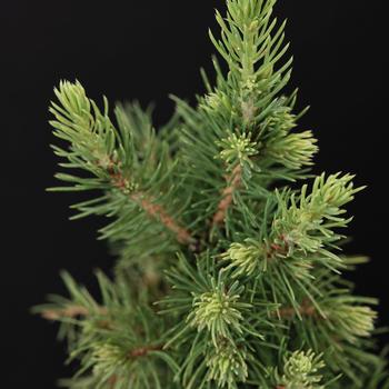 Picea 'Spruce It Up™'