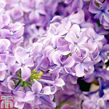 Syringa vulgaris 'Lavender Lady' 